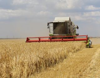 Кримські аграрії зібрали максимальний за останні вісім років урожай зернових
